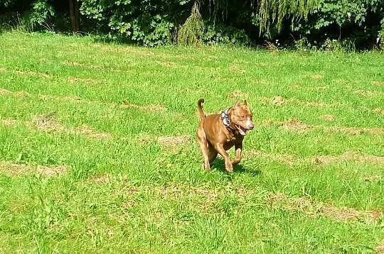 PITBULL RedNose poszukuje partnerki (Pitbull'ki) -