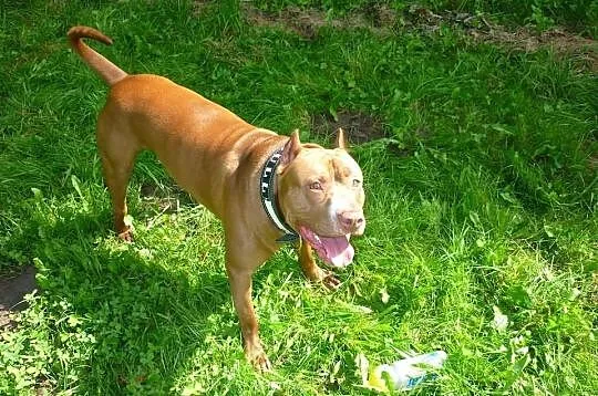 PITBULL RedNose poszukuje partnerki (Pitbull'ki) -