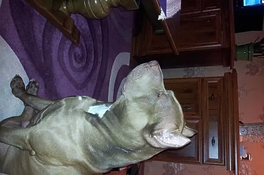PITBULL RedNose poszukuje partnerki (Pitbull'ki) -