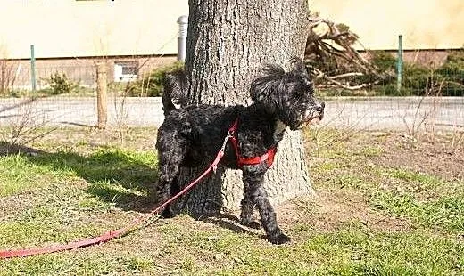 Gaborek szuka spokojnego kącika :), mazowieckie W