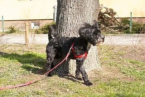 Gaborek szuka spokojnego kącika :),  mazowieckie W