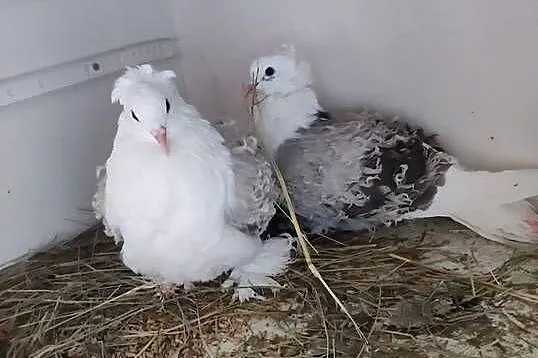 Sprzedam 2 piękne pary loczków, Łódzkie, Drzewica