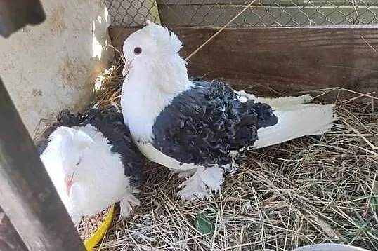 Sprzedam 2 piękne pary loczków, Łódzkie, Drzewica