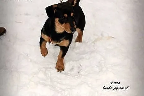 Fanta - sunia w typie jamnika,  mazowieckie Nowy D
