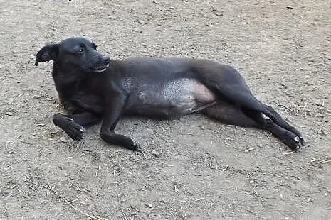 Psia przylepa Marika szuka domu,  dolnośląskie Gło