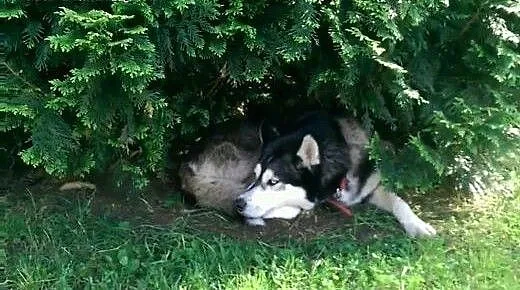 Śliczna sunia Husky do oddania w dobre ręce, mazo