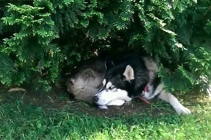 Śliczna sunia Husky do oddania w dobre ręce,  mazo