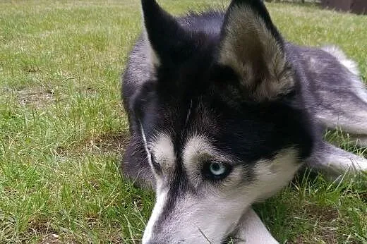 Śliczna sunia Husky do oddania w dobre ręce,  mazo