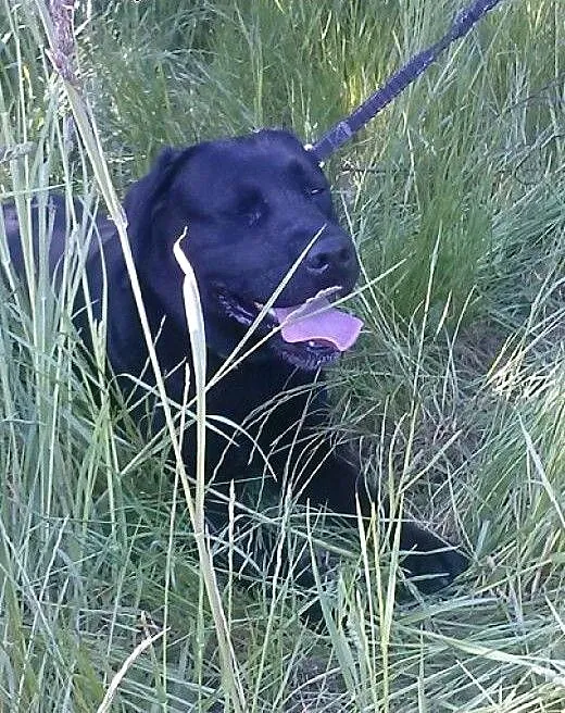 London, wesoły ,piękny pies w typie labradora szuk