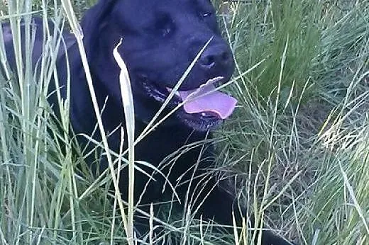 London, wesoły ,piękny pies w typie labradora szuk