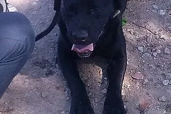 London, wesoły ,piękny pies w typie labradora szuk