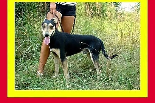 24kg,chodzi na smyczy,wesoły,aktywny,przyjazny,pie