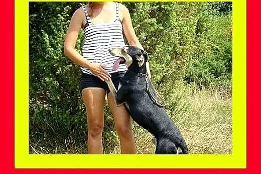 24kg,chodzi na smyczy,wesoły,aktywny,przyjazny,pie