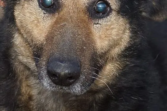Bond, duży, starszy psiak, przyjazny i niekonflikt