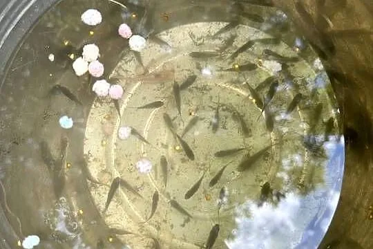 Narybek karasia kolorowego do oczka, Małopolskie, Zasań
