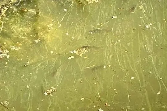 Narybek karasia kolorowego do oczka, Małopolskie, Zasań