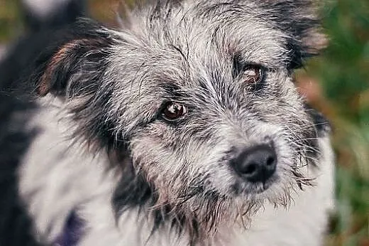 BAZYLIA - 7 mies. SZORSTKOWŁOSA KUDŁATA mini sunia
