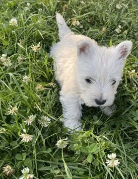 Sprzedam pieska Wester terrier. Ma dwa miesiące wszystkie szczepienia i zdrowy, , Wadowice