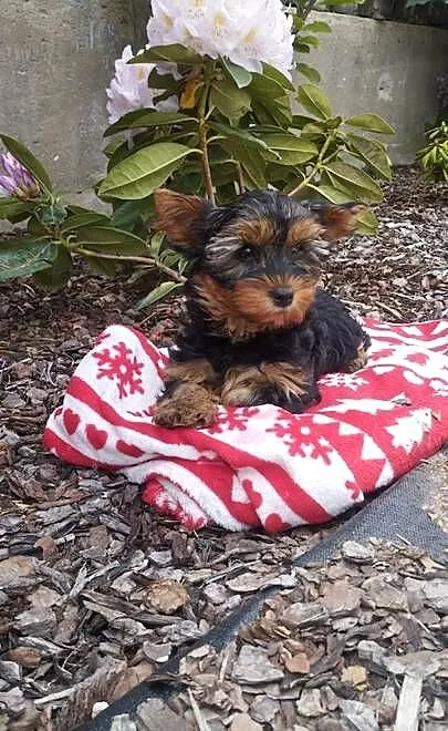 Yorkshire Terrier - sunia, Lubelskie, Lublin