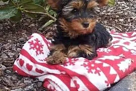 Yorkshire Terrier - sunia