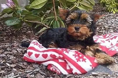 Yorkshire Terrier - sunia, Lubelskie, Lublin