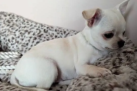 Piesek chihuahua kremowy ZKwP