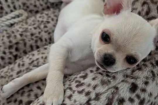 Piesek chihuahua kremowy ZKwP, Łódzkie, Złaków Borowy