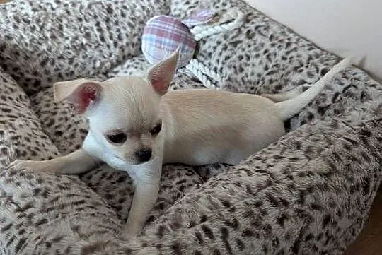 Piesek chihuahua kremowy ZKwP, Łódzkie, Złaków Borowy