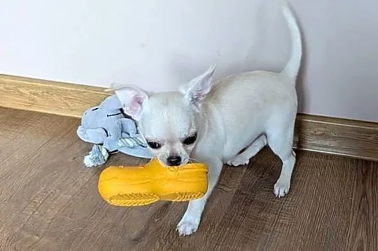 Piesek chihuahua kremowy ZKwP, Łódzkie, Złaków Borowy