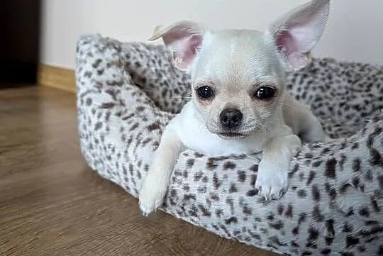 Piesek chihuahua kremowy ZKwP, Łódzkie, Złaków Borowy