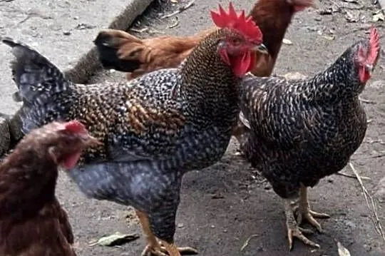 Koguty wiejskie, Małopolskie, Raba Niżna
