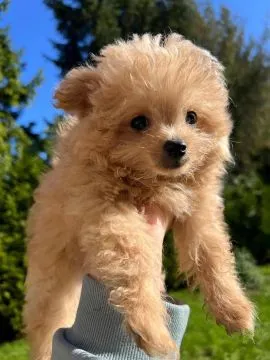 Piesek Pomapoo Maltipoo Miniaturka puchaty miś pies z rodowodem, , Toruń 