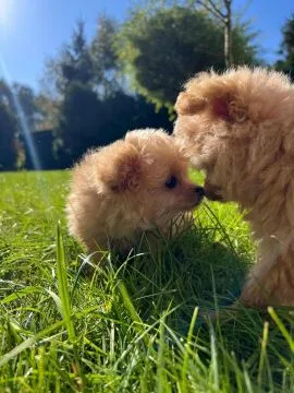 Piesek Pomapoo Maltipoo Miniaturka puchaty miś pies z rodowodem, , Toruń 