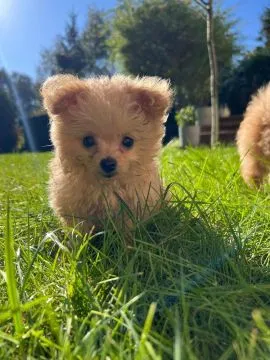 Piesek Pomapoo Maltipoo Miniaturka puchaty miś pies z rodowodem, , Toruń 
