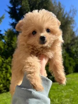 Piesek Pomapoo Maltipoo Miniaturka puchaty miś pies z rodowodem, , Toruń 