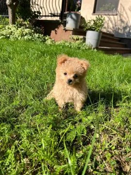 Piesek Pomapoo Maltipoo Miniaturka puchaty miś pies z rodowodem, , Toruń 
