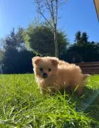 Piesek Pomapoo Maltipoo Miniaturka puchaty miś pies z rodowodem