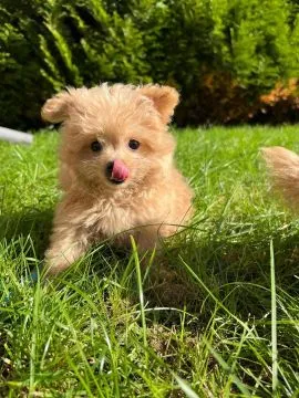Piesek Pomapoo Maltipoo Miniaturka puchaty miś pies z rodowodem, , Toruń 