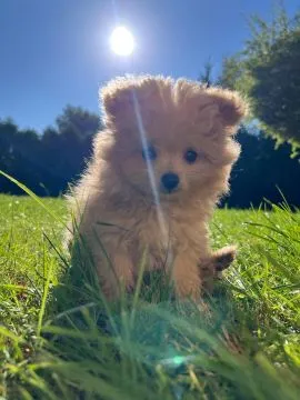 Piesek Pomapoo Maltipoo Miniaturka puchaty miś pies z rodowodem, , Toruń 