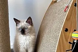 Kocurek Ragdoll gotowy do przeprowadzki