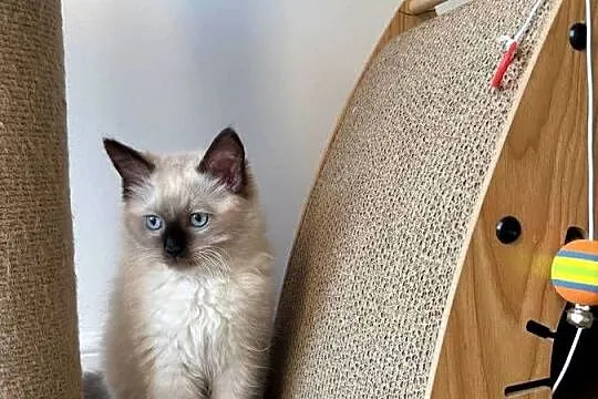 Kocurek Ragdoll gotowy do przeprowadzki