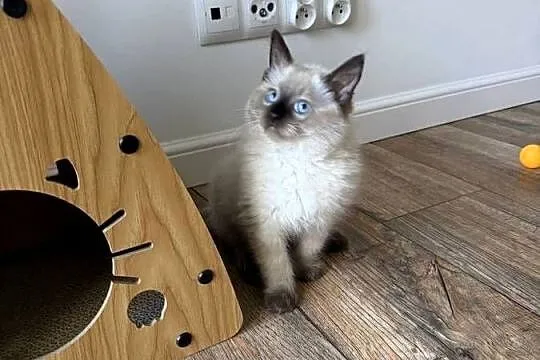 Kocurek Ragdoll gotowy do przeprowadzki, Kujawsko-pomorskie, Inowrocław