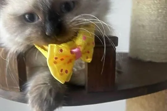 Kocurek Ragdoll gotowy do przeprowadzki, Kujawsko-pomorskie, Inowrocław