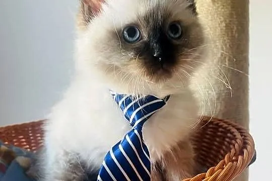 Kocurek Ragdoll gotowy do przeprowadzki, Kujawsko-pomorskie, Inowrocław