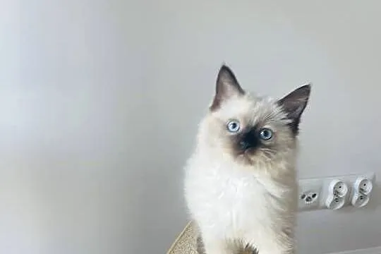 Kocurek Ragdoll gotowy do przeprowadzki, Kujawsko-pomorskie, Inowrocław
