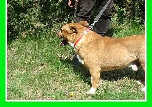 Staffik mix,aktywny,przyjazny,wesoły pies HURMAK.A