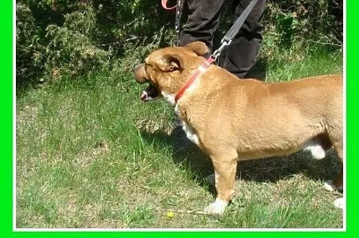 Staffik mix,aktywny,przyjazny,wesoły pies HURMAK.A