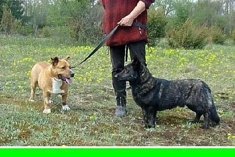Staffik mix,aktywny,przyjazny,wesoły pies HURMAK.A