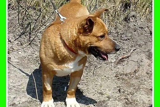 Staffik mix,aktywny,przyjazny,wesoły pies HURMAK.A