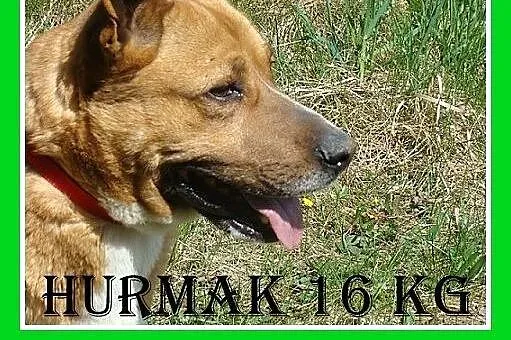 Staffik mix,aktywny,przyjazny,wesoły pies HURMAK.A